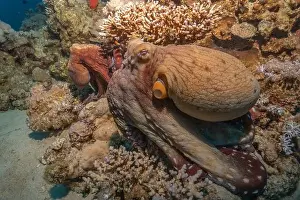 Marine Creature Prints: Octopus king of camouflage in the Red Sea, Eilat Israel