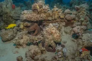 Marine Creature Prints: Octopus king of camouflage in the Red Sea, Eilat Israel