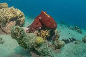 Marine Creature Prints: Octopus king of camouflage in the Red Sea, Eilat Israel