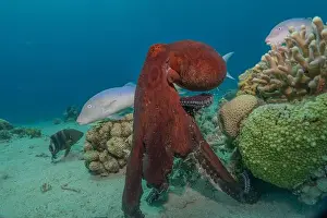 Marine Creature Prints: Octopus king of camouflage in the Red Sea, Eilat Israel