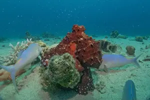 Marine Creature Prints: Octopus king of camouflage in the Red Sea, Eilat Israel