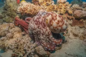 Marine Creature Prints: Octopus king of camouflage in the Red Sea, Eilat Israel