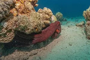 Marine Creature Prints: Octopus king of camouflage in the Red Sea, Eilat Israel