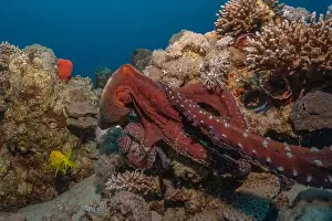 Marine Creature Prints: Octopus king of camouflage in the Red Sea, Eilat Israel