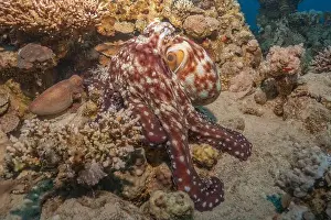 Marine Creature Prints: Octopus king of camouflage in the Red Sea, Eilat Israel