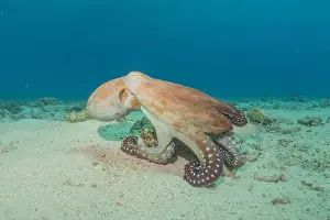 Marine Creature Prints: Octopus king of camouflage in the Red Sea, Eilat Israel