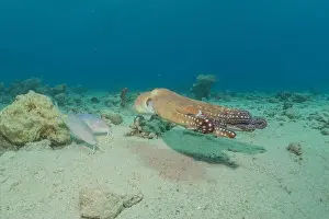 Marine Creature Prints: Octopus king of camouflage in the Red Sea, Eilat Israel