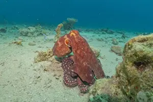 Marine Creature Prints: Octopus king of camouflage in the Red Sea, Eilat Israel