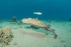 Marine Creature Prints: Octopus king of camouflage in the Red Sea, Eilat Israel