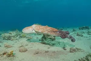 Marine Creature Prints: Octopus king of camouflage in the Red Sea, Eilat Israel