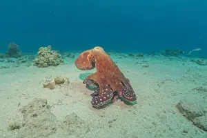 Marine Creature Prints: Octopus king of camouflage in the Red Sea, Eilat Israel