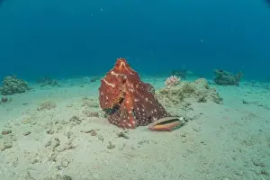 Marine Creature Prints: Octopus king of camouflage in the Red Sea, Eilat Israel