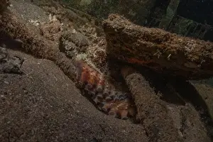 Marine Creature Prints: Octopus king of camouflage in the Red Sea, Eilat Israel