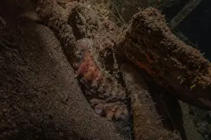 Marine Creature Prints: Octopus king of camouflage in the Red Sea, Eilat Israel