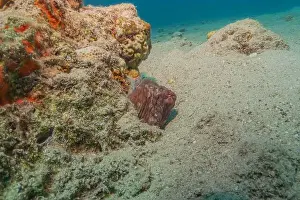 Marine Creature Prints: Octopus king of camouflage in the Red Sea, Eilat Israel