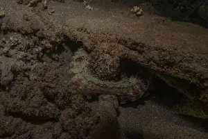 Marine Creature Prints: Octopus king of camouflage in the Red Sea, Eilat Israel