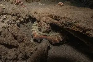 Marine Creature Prints: Octopus king of camouflage in the Red Sea, Eilat Israel