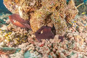 Marine Creature Prints: Octopus king of camouflage at the Tubbataha Reefs National Park Philippines