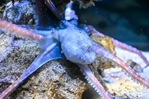 Coral Reefs Prints: Octopus in the sea. Common Octopus swims in the water. Octopus on underwater rock