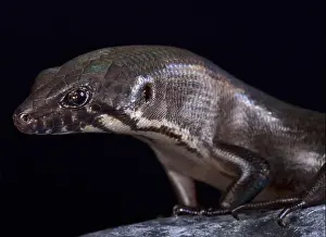 Odd-chinned Giant Skink (Eugongylus mentovarius) is a giant predatory skink species endemic to Halmahera island
