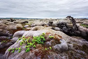 Lichen Prints: Odd Iceland landscape with lava field covered with brown moss Eldhraun from volcano eruption and cloudy sky