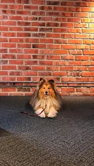 Stockimo Prints: Office dog