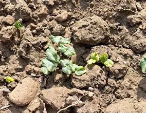 Kitchen Garden Prints: Okra seeds germinated in the field