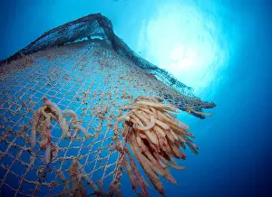 Underwater Photography Prints: old abandoned fishing net with squid eggs