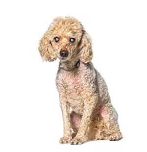 Cataract Prints: Old blindness poodle dog isolated on white