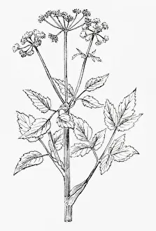 Medicinal Herbs Prints: Old botanical illustration engraving of Ground Elder