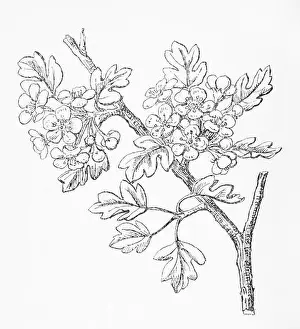 Hawthorn Prints: Old botanical illustration engraving of Hawthorn / Crataegus oxycantha
