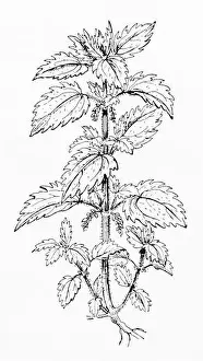 Old botanical illustration engraving of Small Nettle / Urtica urens. Traditional medicinal herbal plant. See Notes