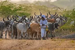 Toro Prints: Old Cowherd hearding cows on a mud road, Gujarat, India