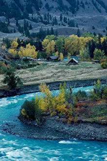 Coniferous Prints: An Old Homestead along the Chilcotin River in Farwell Canyon in the Cariboo Region of British Columbia Canada in Autumn