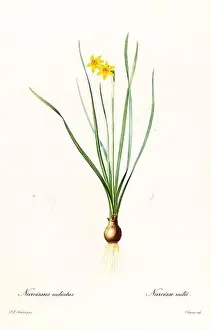 Jasmine Prints: Old illustration of Cowslip Cupped Daffodil (Narcissus x compressus)