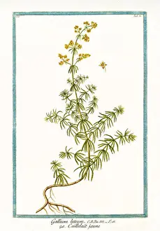 Ladys Prints: Old illustration of Gallium luteum (Galium verum)