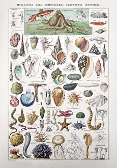 Echinoderm Prints: Old illustration about the marine life (Molluscs)