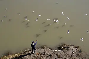 Throw Prints: old man feeding flock of birds on tiber river in rome