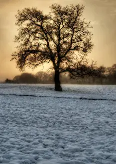 Castle Garden Prints: An old oak tree, some 2 miles from barnard Castle