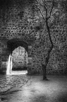 Old Olive Tree in St George's Castle, Lisbon, Portugal