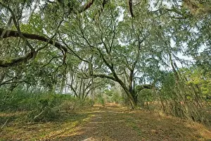 Dirt Road Prints: Old Road in Southern Wildlife Refuge in the Ernest F