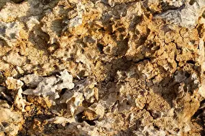 Natural Material Prints: Old rotten wood texture background