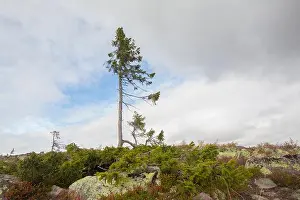 Coniferous Tree Prints: Old Tjikko is a 9, 550 year-old Norway spruce (Picea abies)