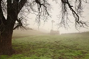 Secluded Prints: An old tree bends over the barn and windmill enshrouded in fog