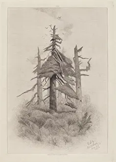 National Gallery Of Art Prints: Old Trees at Naushon Island [plate 2]