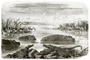 Hippopotamus Prints: Old view of lagoon near Pongola