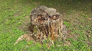 Decaying Prints: Old weathered tree stump shows signs of decay and rot