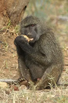 Kenyan Prints: Olive baboon eating fruit of doum palm, Samburu Game Reserve, Kenya