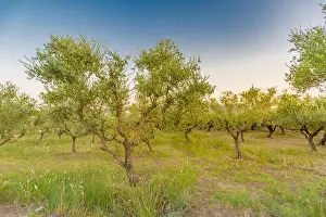 Olive oil trees full with olives in Greece in winter ready for harvest