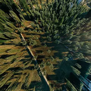 Alberobello Prints: Olive tree in field summer in sunnyApulla Italy Drone 360 VR